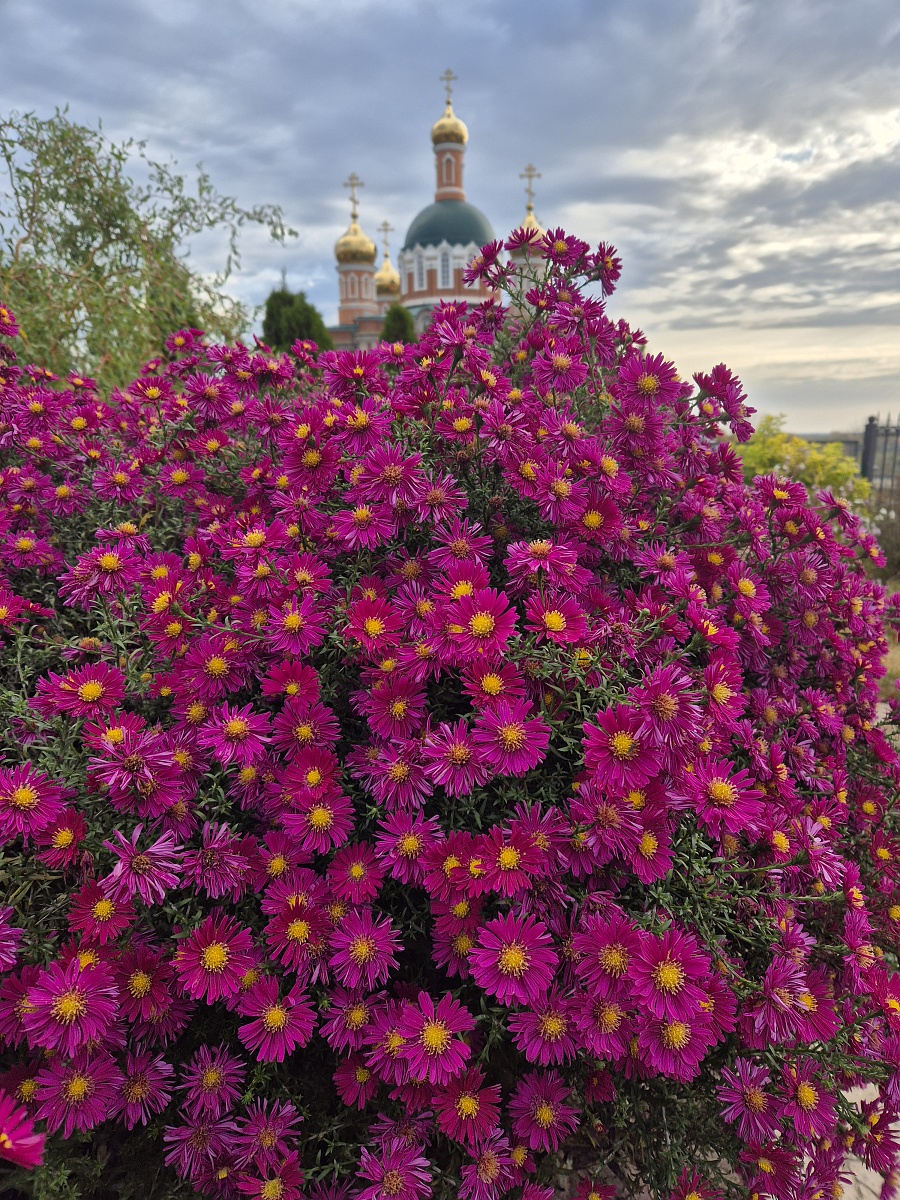 ЗОЛОТАЯ ОСЕНЬ — фото 2