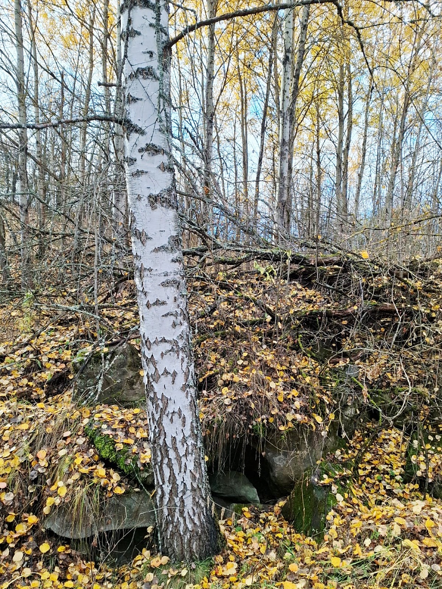 ЗОЛОТАЯ ОСЕНЬ — фото 11